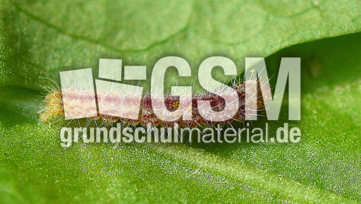 Schmetterlingsraupe (5).jpg